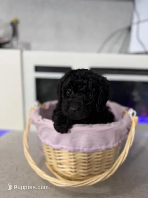 Black Collar Boy – English Goldendoodle puppy for sale in Newburgh, NY