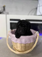 Black Collar Boy, a female English Goldendoodle for sale in Newburgh, NY – Photo 1 of 8