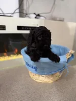 Black Collar Boy, a female English Goldendoodle for sale in Newburgh, NY – Photo 6 of 8