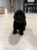 Orange Collar Girl, a female English Goldendoodle for sale in Newburgh, NY – Photo 4 of 4