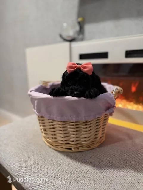 Orange Collar Girl – Miniature Goldendoodle puppy for sale in Newburgh, NY