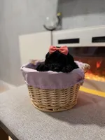 Orange Collar Girl, a female English Goldendoodle for sale in Newburgh, NY – Photo 2 of 4