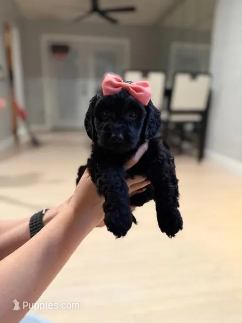 Orange Collar Girl – English Goldendoodle puppy for sale in Newburgh, NY