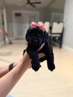 Orange Collar Girl, a female English Goldendoodle for sale in Newburgh, NY – Photo 1 of 4