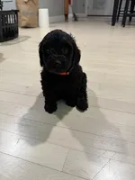 Orange Collar Girl, a female English Goldendoodle for sale in Newburgh, NY – Photo 3 of 4