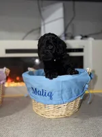 White Collar Boy, a male English Goldendoodle for sale in Newburgh, NY – Photo 2 of 7