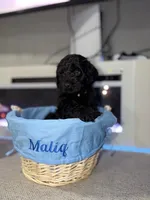 White Collar Boy, a male English Goldendoodle for sale in Newburgh, NY – Photo 4 of 7