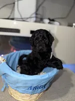 White Collar Boy, a male English Goldendoodle for sale in Newburgh, NY – Photo 6 of 7