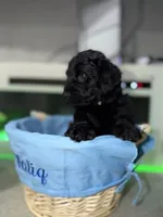 White Collar Boy, a male English Goldendoodle for sale in Newburgh, NY – Photo 3 of 7