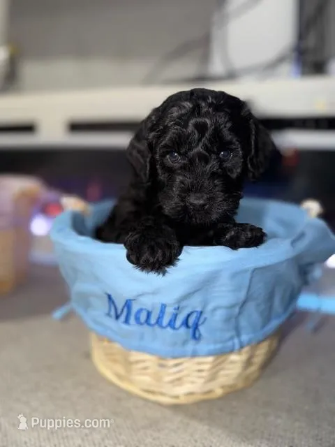 White Collar Boy – English Goldendoodle puppy for sale in Newburgh, NY