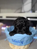 White Collar Boy, a male English Goldendoodle for sale in Newburgh, NY – Photo 7 of 7