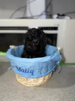 Dark Blue Collar Boy, a male English Goldendoodle for sale in Newburgh, NY – Photo 4 of 6