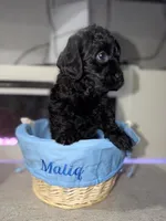 Dark Blue Collar Boy, a male English Goldendoodle for sale in Newburgh, NY – Photo 2 of 6