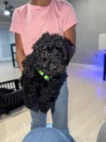 Green Collar Boy, a male English Goldendoodle for sale in Newburgh, NY – Photo 4 of 4