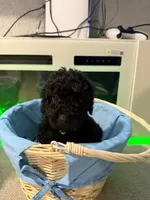 Green Collar Boy, a male English Goldendoodle for sale in Newburgh, NY – Photo 3 of 4