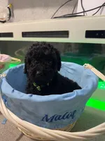 Green Collar Boy, a male English Goldendoodle for sale in Newburgh, NY – Photo 1 of 4