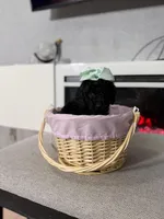 Light Green Collar Girl, a female English Goldendoodle for sale in Newburgh, NY – Photo 3 of 4