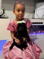 Light Green Collar Girl, a female English Goldendoodle for sale in Newburgh, NY – Photo 4 of 4