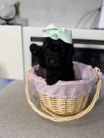 Light Green Collar Girl, a female English Goldendoodle for sale in Newburgh, NY – Photo 1 of 4