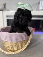 Light Green Collar Girl, a female English Goldendoodle for sale in Newburgh, NY – Photo 2 of 4