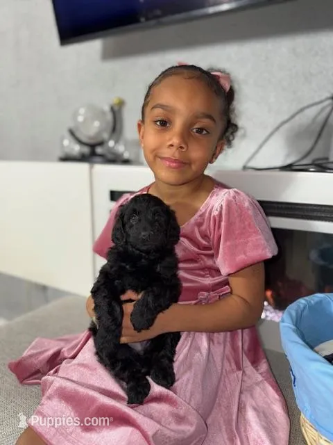 Light Blue Collar Boy – Miniature Goldendoodle puppy for sale in Newburgh, NY