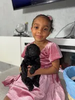 Light Blue Collar Boy, a male English Goldendoodle for sale in Newburgh, NY – Photo 2 of 2