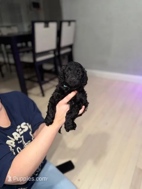 Light Blue Collar Boy – English Goldendoodle puppy for sale in Newburgh, NY