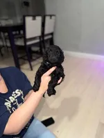 Light Blue Collar Boy, a male English Goldendoodle for sale in Newburgh, NY – Photo 1 of 2