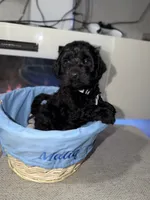 White Collar Boy, a male Poodle - Toy  and Miniature Goldendoodle for sale in Miami, FL – 3 of 4