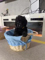 Yellow Collar Girl, a female English Goldendoodle for sale in Newburgh, NY – Photo 2 of 7