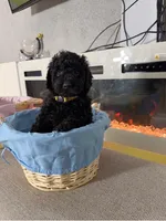 Yellow Collar Girl, a female English Goldendoodle for sale in Newburgh, NY – Photo 1 of 7