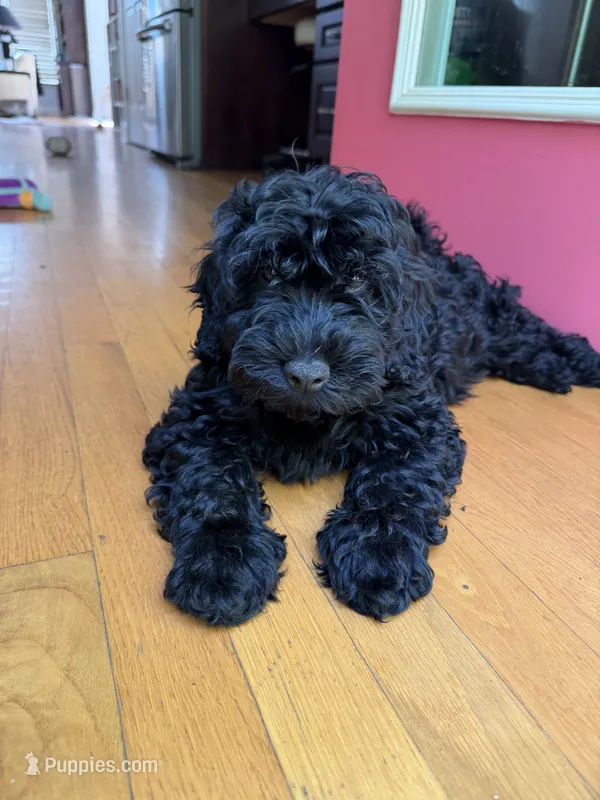 White Collar Boy – Poodle - Toy , Miniature Goldendoodle puppy for sale in Miami, FL