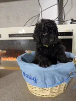 Yellow Girl, a female Miniature Goldendoodle for sale in Newburgh, NY – Photo 3 of 4