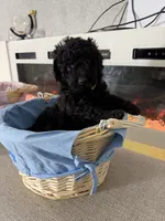 Yellow Girl, a female Miniature Goldendoodle for sale in Newburgh, NY – Photo 4 of 4