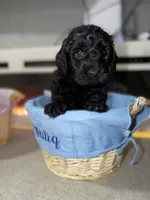White Collar Boy, a male Poodle - Toy  and Miniature Goldendoodle for sale in Miami, FL – 4 of 4