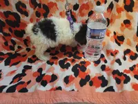 processed/bd231078-ff30-438e-af3c-e29d4930dc93/listing/0d97ce61-c181-43b9-822d-e11ebbd47d77/c0684da4-feda-4453-80d0-d1fb27e002eb