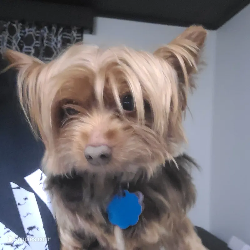 Sandy – Yorkshire Terrier puppy for sale in Camden, NJ