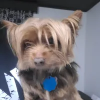 Sandy, a female Yorkshire Terrier for sale in Camden, NJ – 1 of 3