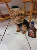 Sandy, a female Yorkshire Terrier for sale in Camden, NJ – 3 of 3