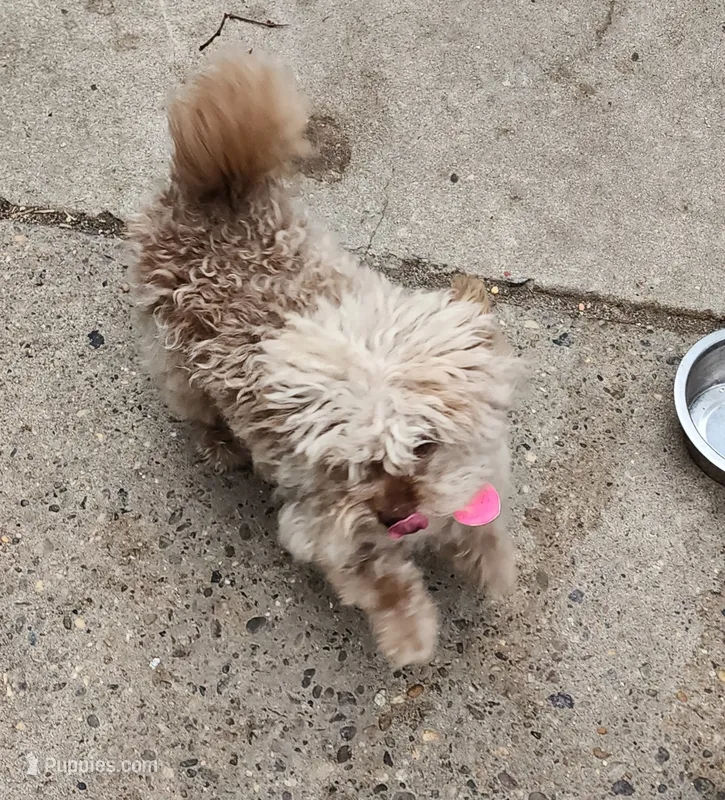 Lolipop – Pomapoo puppy for sale in Camden, NJ