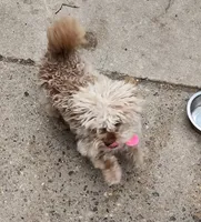 Lolipop, a female Pomapoo for sale in Camden, NJ – 1 of 2