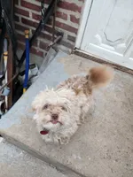 Lolipop, a female Pomapoo for sale in Camden, NJ – 2 of 2