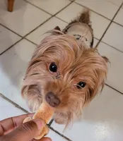 Sandy, a female Yorkshire Terrier for sale in Camden, NJ – 2 of 3