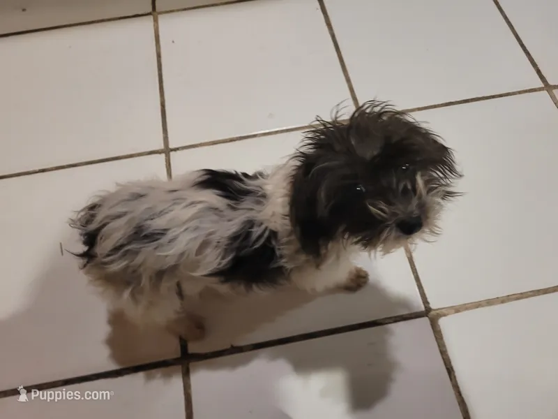 Cyndi Lou – Chipoo puppy for sale in Camden, NJ