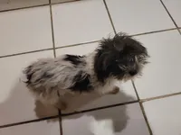 Cyndi Lou, a female Chipoo for sale in Camden, NJ – 1 of 1