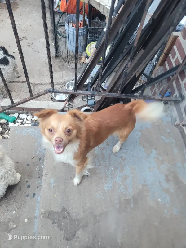 Brownie – Chihuahua, Pomeranian puppy for sale in Camden, NJ