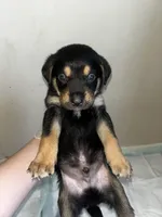 Nova, a female Cane Corso for sale in Florida City, FL – Photo 3 of 10