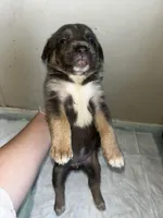 Nova, a female Cane Corso for sale in Florida City, FL – Photo 10 of 10