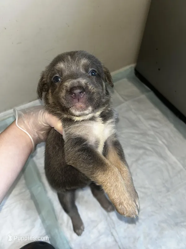 Nova – Cane Corso puppy for sale in Florida City, FL