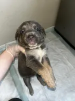 Nova, a female Cane Corso for sale in Florida City, FL – Photo 1 of 10